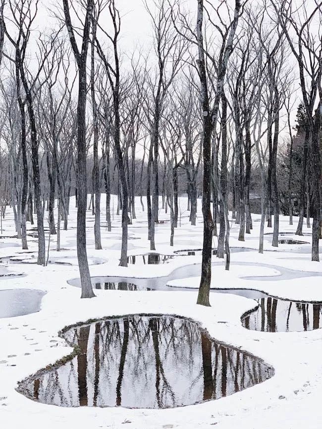 日本建筑师做了个梦幻水上花园，300棵树...