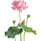 现代荷花