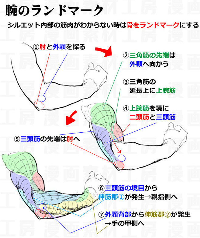 「骨のランドマークから考える腕の筋肉盛り...