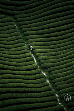 minting采集到茶