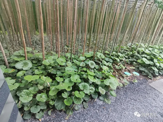 林下空间为大吴风草的生长提供了必要的遮荫...