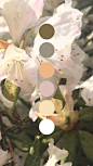 上色/调色/色调 花卉素材与配色
花瓣关注原画人，推荐更多精选素材，绘画更有灵感