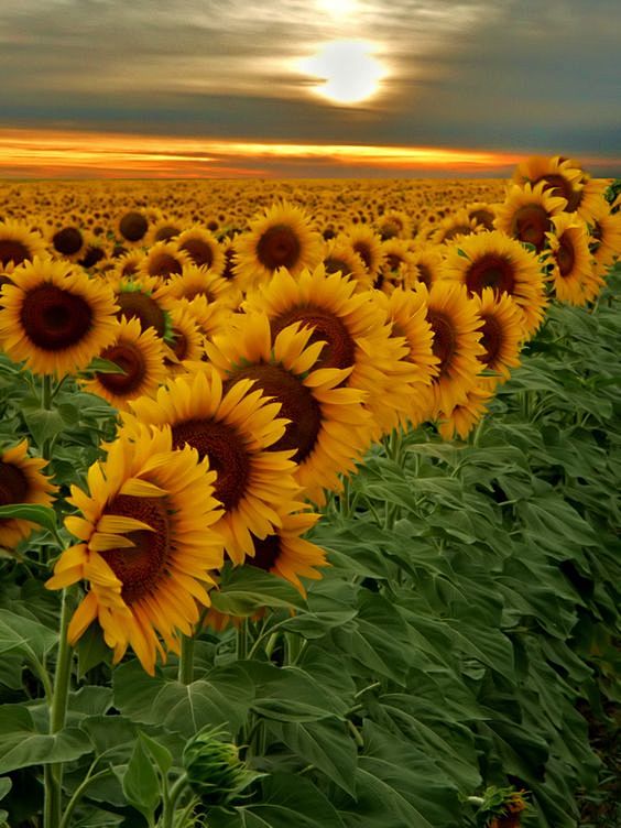 Sunflower field: 