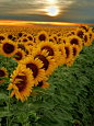 Sunflower field: 