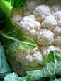 cauliflower