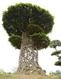 The latticework of a strangler fig: 