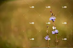 小蜗牛 蓝色花朵 秋天的颜色 秋天 落下 花朵 自然 花壁纸