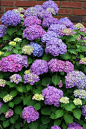 Growing Hydrangeas: 