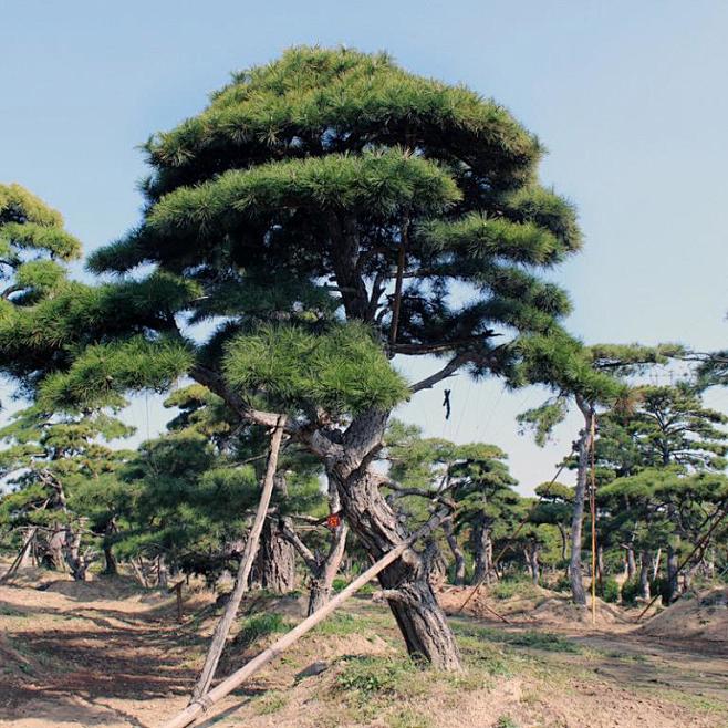 油松
