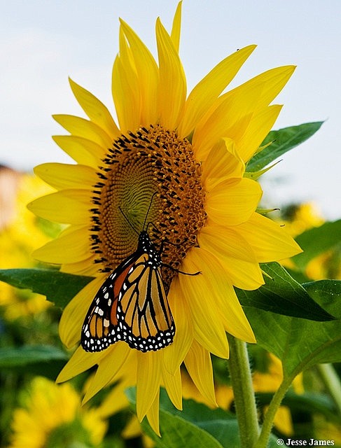 ~~ Monarch Butterfly...