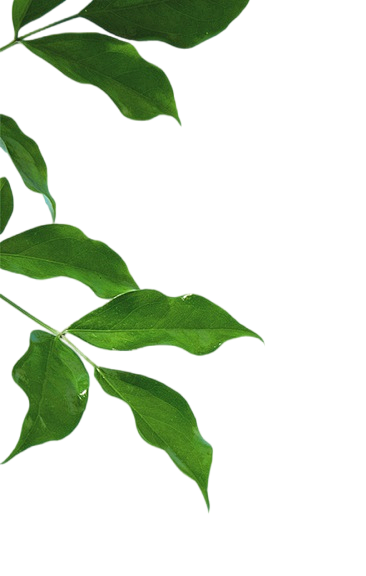叶子树叶png (11)