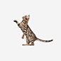 站起来的豹纹猫免抠png素材_新图网ixintu.com