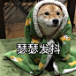 1148瑟瑟发抖
