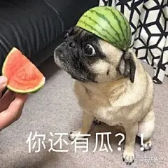 可以用一个表情包来表示下你这两天吃瓜的感受吗？ - 知乎 : 如果你非只让我用一个那我。。。如果你愿意让我多用几个那么我想说一开始我是这样的 有瓜吃！！！好快乐 …