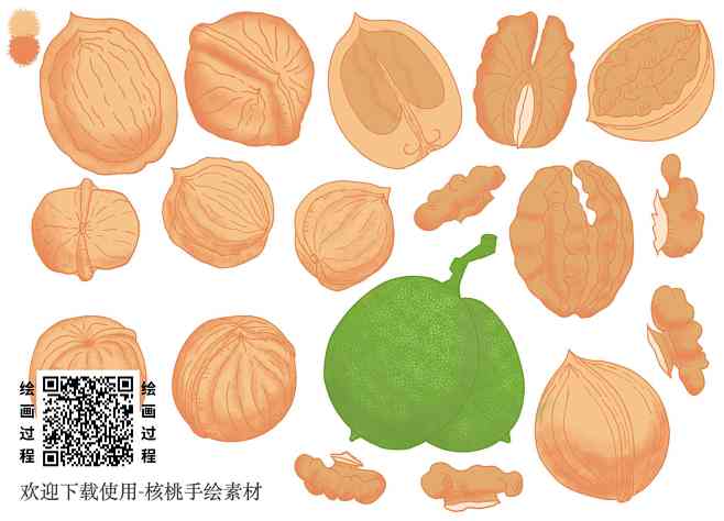 核桃手绘素材