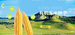 玉米种子  - 源文件下载【酷图网】玉米,熟玉米,玉米粮食,粮食玉米,生玉米,玉米地,玉米种子,玉米广告,玉米宣传,玉米海报,玉米素材,苞米,苞米地,玉米庄家,玉米田地,玉米种子图片,嫩玉米海报,鲜玉米,种子传单,玉米种子传单,种子宣传单,玉米包装,玉米展板,化肥海报,种子化肥,玉米化肥海报,苞米种子,