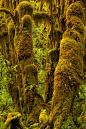 Hoh Rainforest, Olympic National Park, Washington (WA), USA