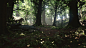 UE4 Broadleaf Forest, Willi Hammes : Realtime broadleaf forest  in Unreal Engine 4, all asset created from scratch with the help of photogrammetry and lots of detailing work in 3ds max and Photoshop. Real-time lights with baked GI, runs at 60fps at 1080p.