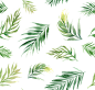 植物PNG