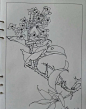 钢笔花卉白描达人叶志军先生的钢笔画分享