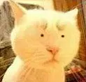 可怜猫猫变形记表情包 可怜猫猫变形记表情包下载