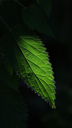 糖荳采集到手机壁纸