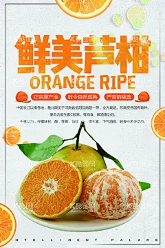 芦柑  - 源文件下载【酷图网】桔子,橘子,皇帝柑,柑子,沙糖桔,脐橙,甜橙,橙子海报,橙子展架,水果海报,水果展架,橙子包装,皇帝青果柑,新鲜水果,甜橙子,新鲜采摘,冰糖橙,励志橙,鲜橙,广西皇帝柑,贡柑,橘子水果,新鲜桔子,蜜桔,柑橘,芦柑,椪柑,贵妃柑,现摘,黄岩蜜橘子,无核桔子,褚橙,