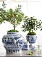 Learn the Secrets of Potting an Indoor Citrus Tree – One Kings Lane — Our Style Blog: 