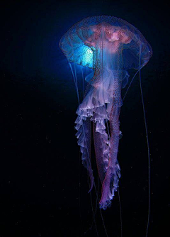 尼克眞大王采集到生物类