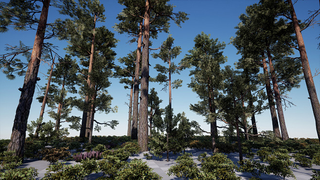Loblolly Pine Tree K...