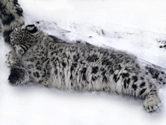 瑾浮沉生采集到大型猫科动物-雪豹