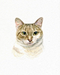 水粉插画-猫[一组猫的水彩画,真心好看,不看就可惜...