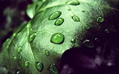 夏日清晨植物上的露珠壁纸桌面壁纸2