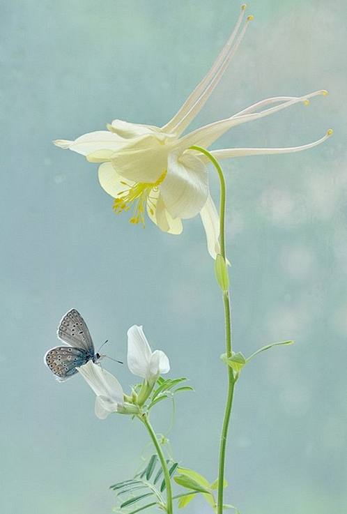 波兰女摄影师镜头中色彩斑斓的昆虫世界