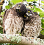 Young Brown Hawk Owl By Kazumasa Hattori