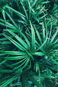 小垃圾的小迷弟采集到合成素材#植物背景