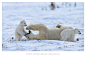 Photograph Mom, what do you need such big teeth for? by Nikolai Zinoviev on 500px