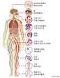 糖尿病并发症