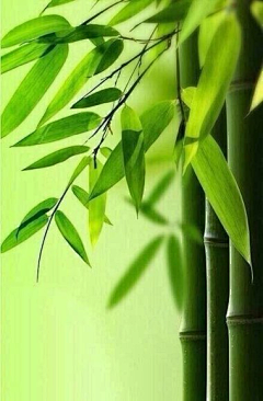 空想project采集到Bamboo