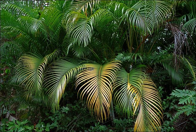 热带雨林 - 作品交流