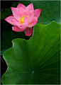 Lotus Flower