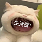 猫咪张大嘴表情包合集 : 猫咪张大嘴表情包合集 ​猫咪张大嘴表情包合集 ​猫咪张大嘴表情包合集 ​猫咪张大嘴表情包合集 ​猫咪张大嘴表情包合集 ​猫咪张大嘴表情包合集...