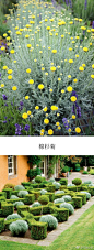#园丁生活#   银叶植物，叶片泛着银色或灰色光泽。独特的金属色泽给人简约现代质感，也可以和水粉系花色搭配起来形成柔和的色调。表现力的幅度很大，是盆栽组合和花园设计中的人气素材哦！精心挑选了9种银叶植物和她们在花园中应用送给你，希望喜欢啦！晚安 @虹越园艺家 @花痴老太ok @塔莎园艺 ​​​​