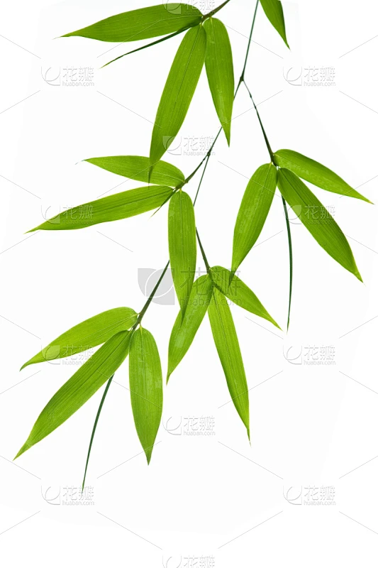 竹,叶子,竹子叶,自然,垂直画幅,留白,边框,绿色,无人,嫩枝素材-花瓣网