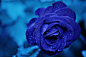 蓝色花瓣, 玫瑰, 蓝色, 花