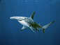 Photo: Hammerhead shark