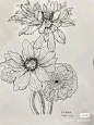 花 线描的搜索结果_百度图片搜索