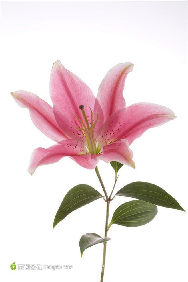 娇嫩的粉色百合花背景图片高清图片素材