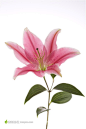 娇嫩的粉色百合花背景图片高清图片素材