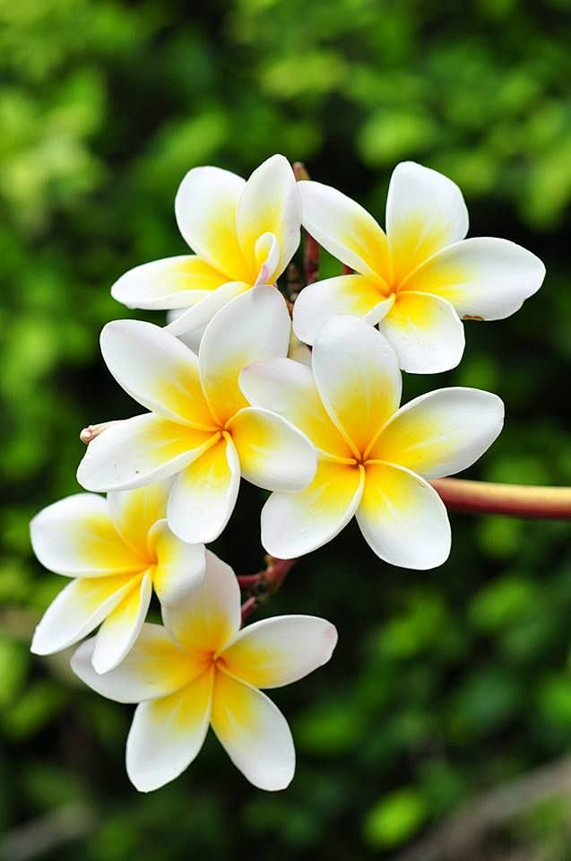 花+小物件素材-07